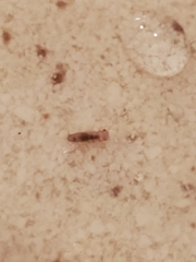 Ctenolepisma lineatum
