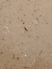 Ctenolepisma lineatum