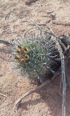 Ferocactus herrerae
