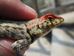 Sceloporus pyrocephalus