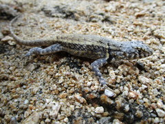 Sceloporus pyrocephalus