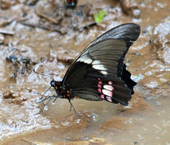 Heraclides anchisiades capys