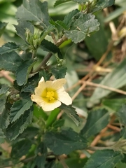 Sida rhombifolia
