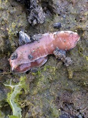 Cerebratulus marginatus
