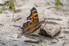 Polygonia faunus