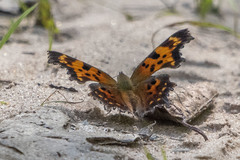 Polygonia faunus
