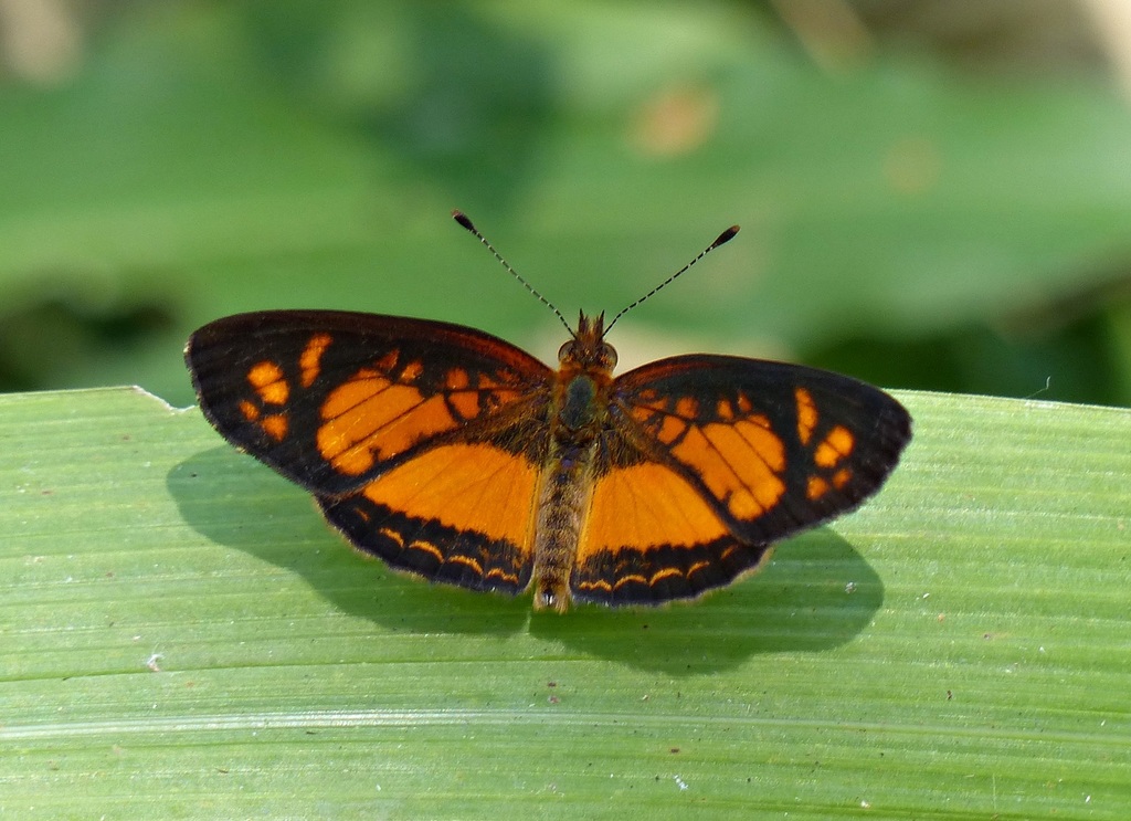 Ortilia dicoma