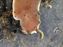 Cerebratulus marginatus