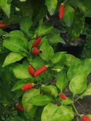 Capsicum
