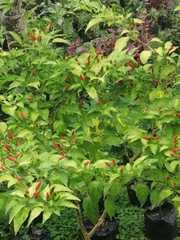 Capsicum