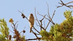 Haemorhous mexicanus