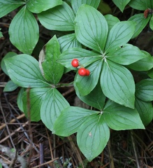 Cornus canadensis