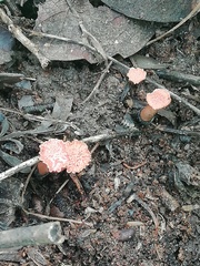 Hypocreodendron sanguineum