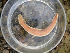Cerebratulus marginatus