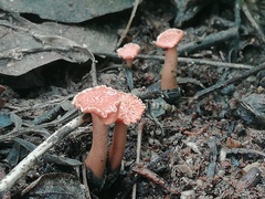 Hypocreodendron sanguineum