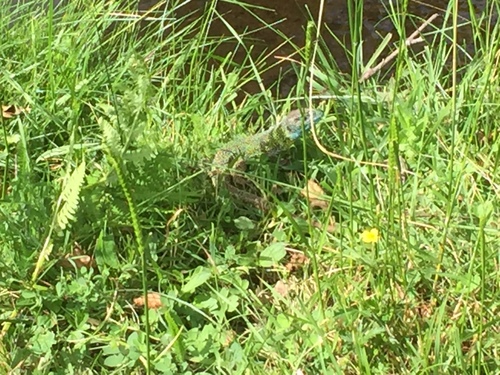 Lacerta schreiberi