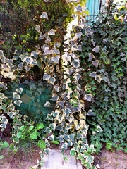 Hedera helix