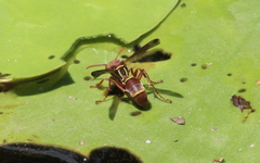 Polistes stigma