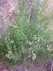 Galium angustifolium