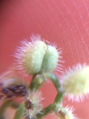 Galium angustifolium