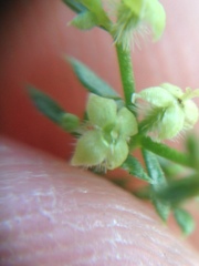 Galium angustifolium