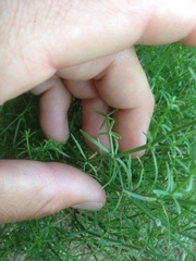 Galium angustifolium