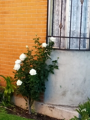Rosa