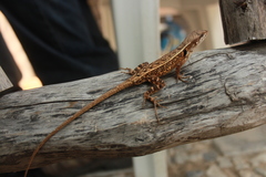 Sceloporus utiformis