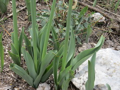 Hymenocallis vasconcelosii