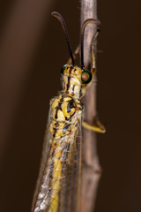 Myrmecaelurus trigrammus