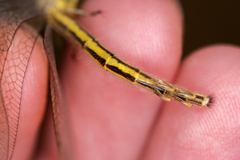 Myrmecaelurus trigrammus