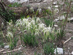 Hymenocallis vasconcelosii