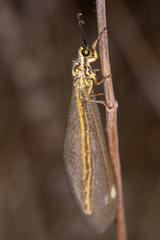 Myrmecaelurus trigrammus