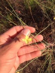 Eulobus californicus