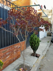 Euphorbia cotinifolia