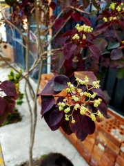 Euphorbia cotinifolia