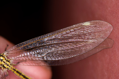 Myrmecaelurus trigrammus