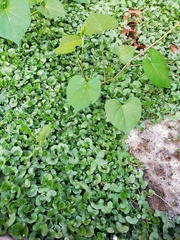 Magnoliopsida