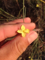 Eulobus californicus