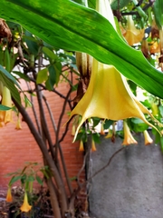 Brugmansia