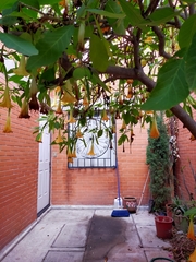Brugmansia
