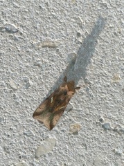Autographa metallica