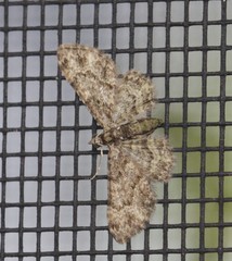 Chloroclystis mniochroa