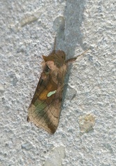 Autographa metallica