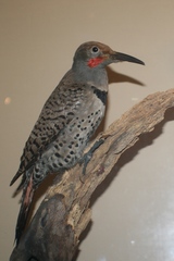 Colaptes auratus rufipileus