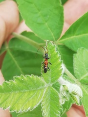 Neocompsa tenuissima