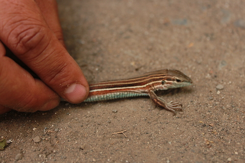 Blackbelly Racerunner