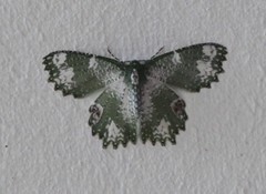 Eucyclodes fascinans