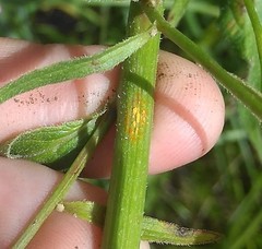 Coleosporium campanulae