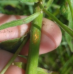 Coleosporium campanulae